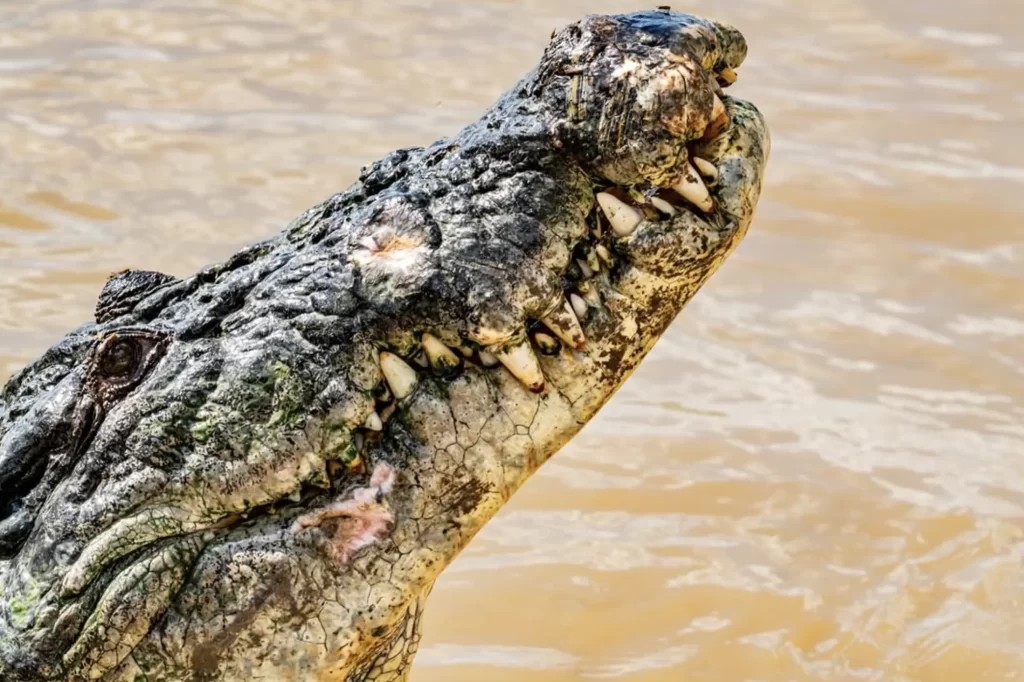 Australian saltwater crocodiles