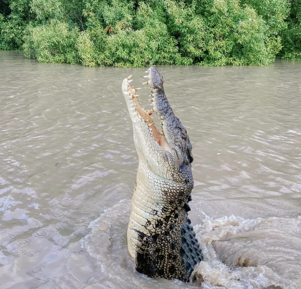 Crocodile Tours in Darwin