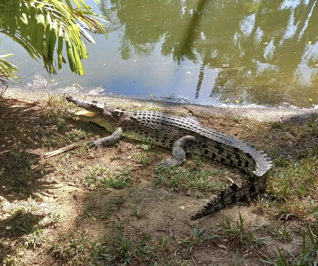 Crocodylus Park