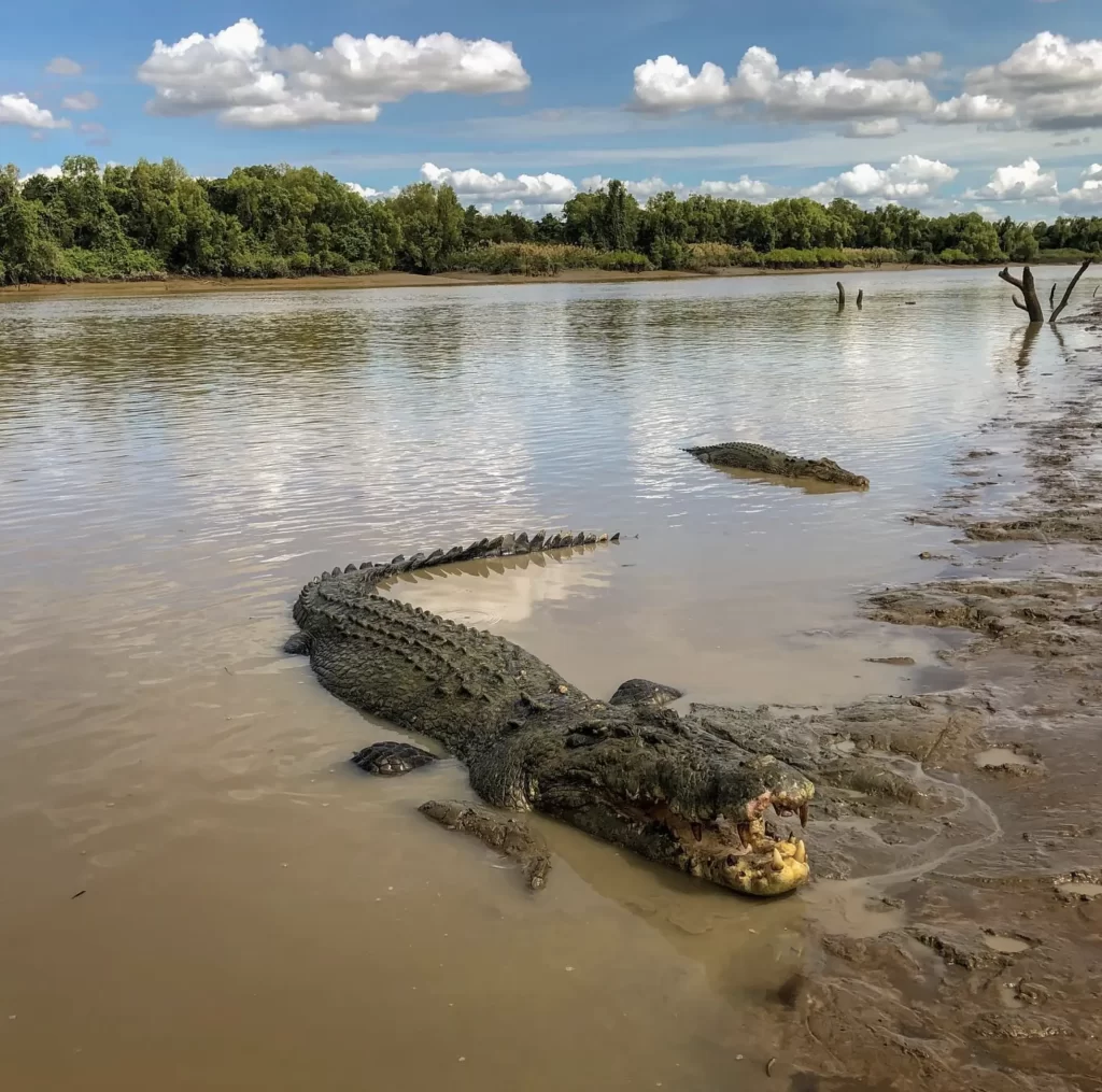 Jumping Crocodile Cruise