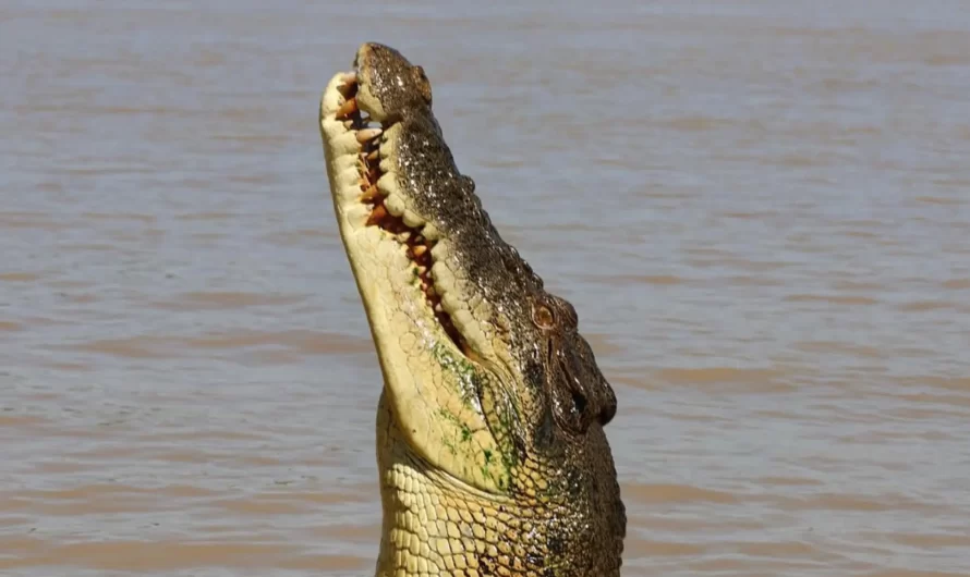 How Jumping Crocodiles Adapt to Their Environment