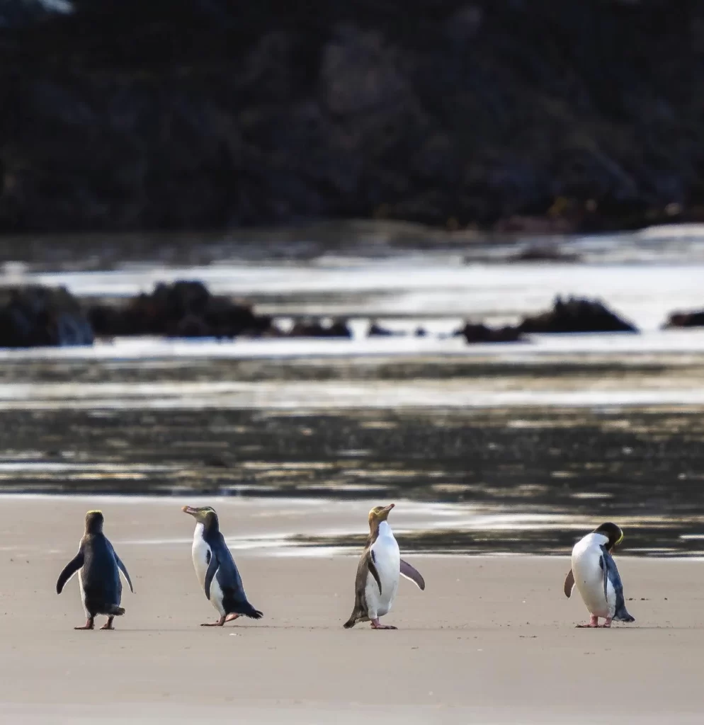 Phillip Island Penguin tour