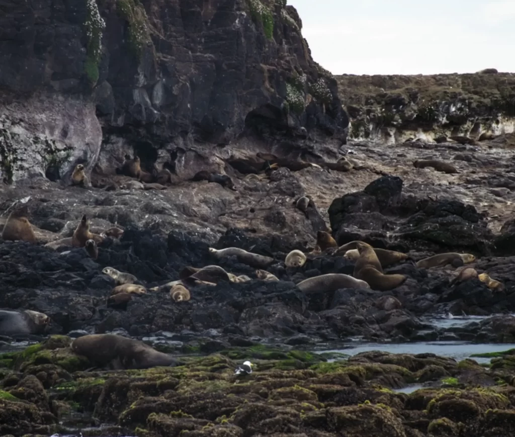 Seal Rocks