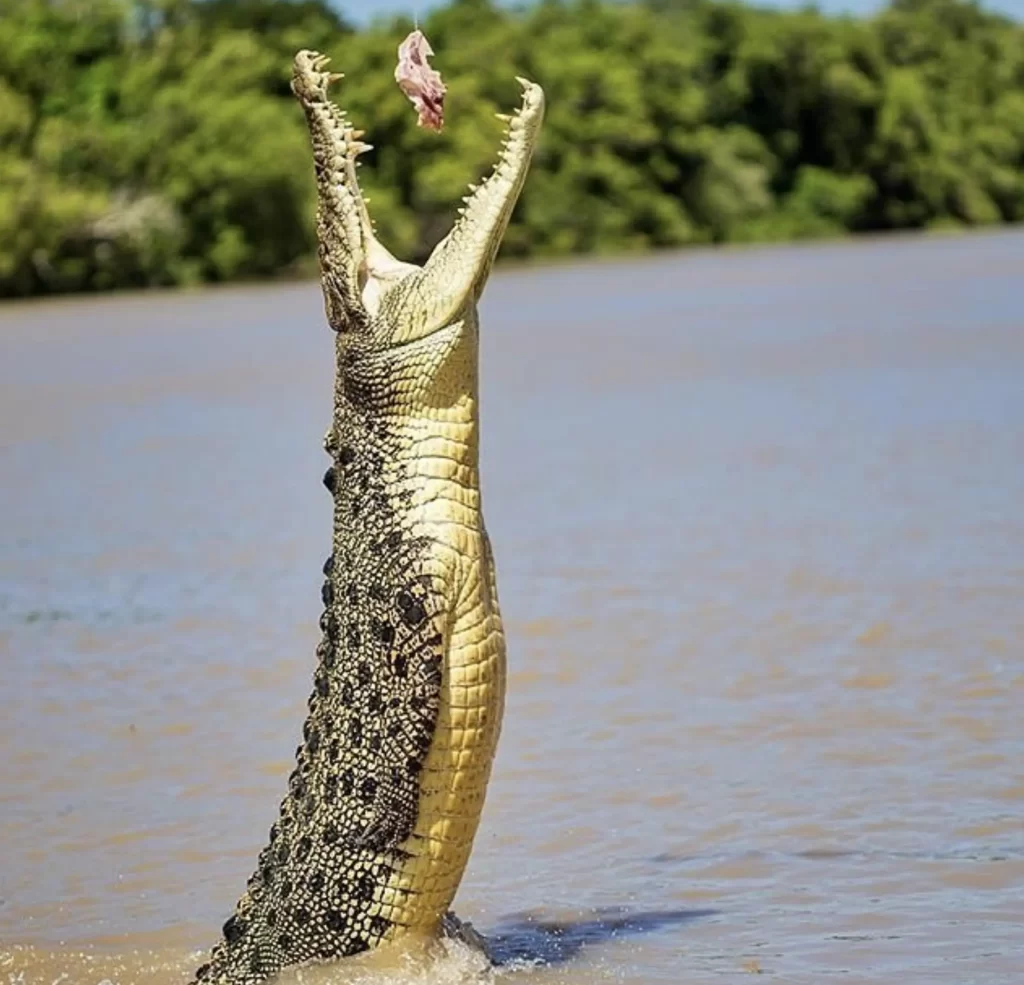 crocodile tour