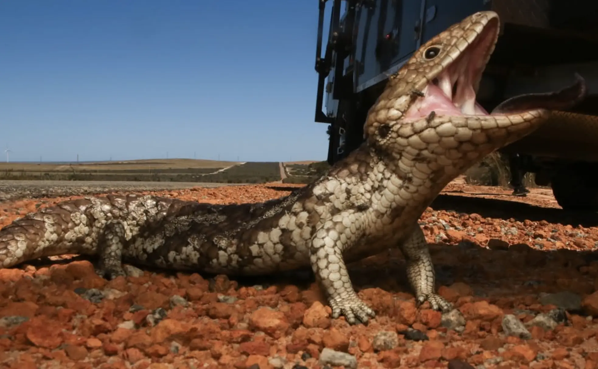 Desert Nocturnal Wildlife Australia