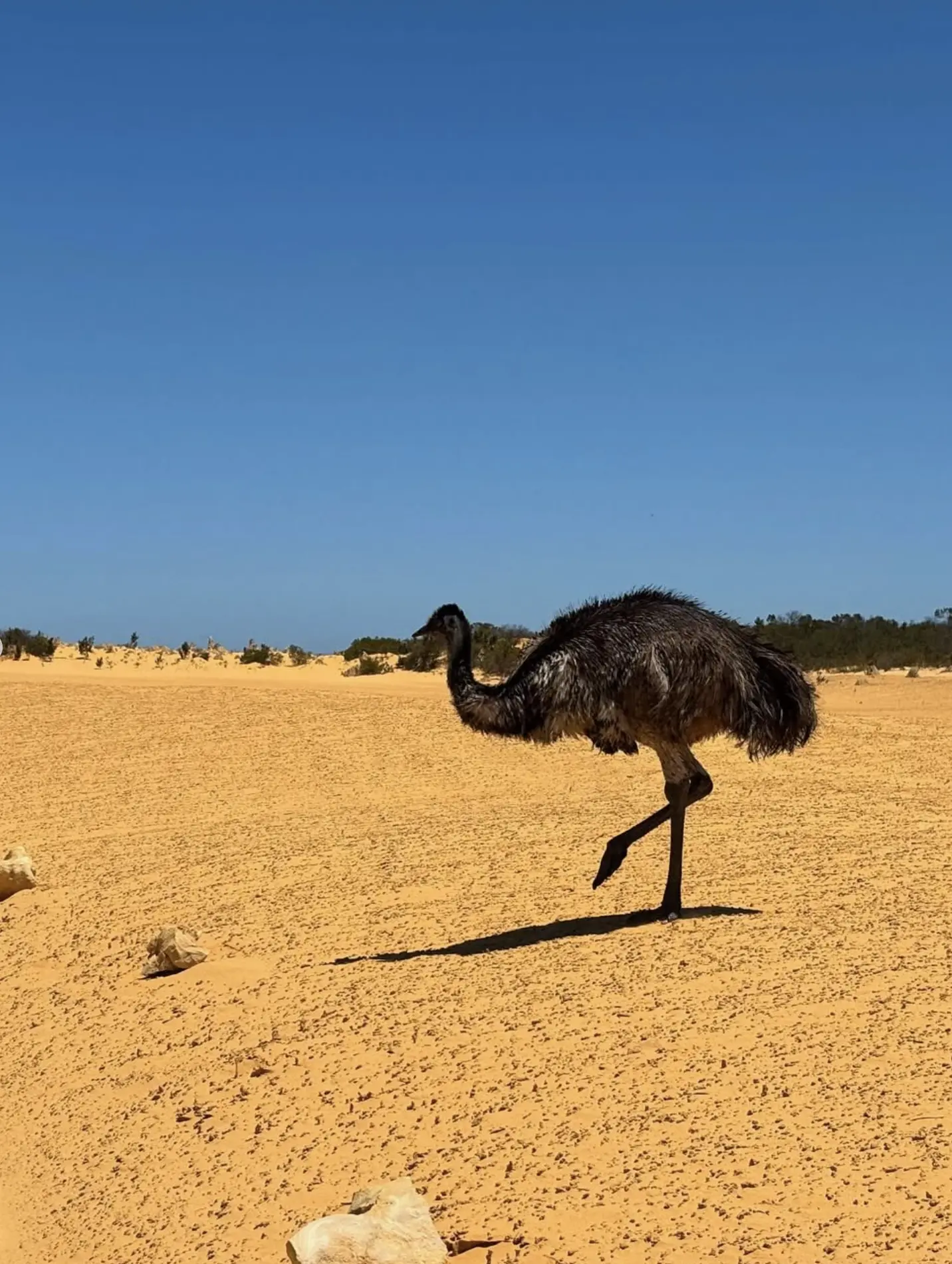 Emu Sightings Pinnacles