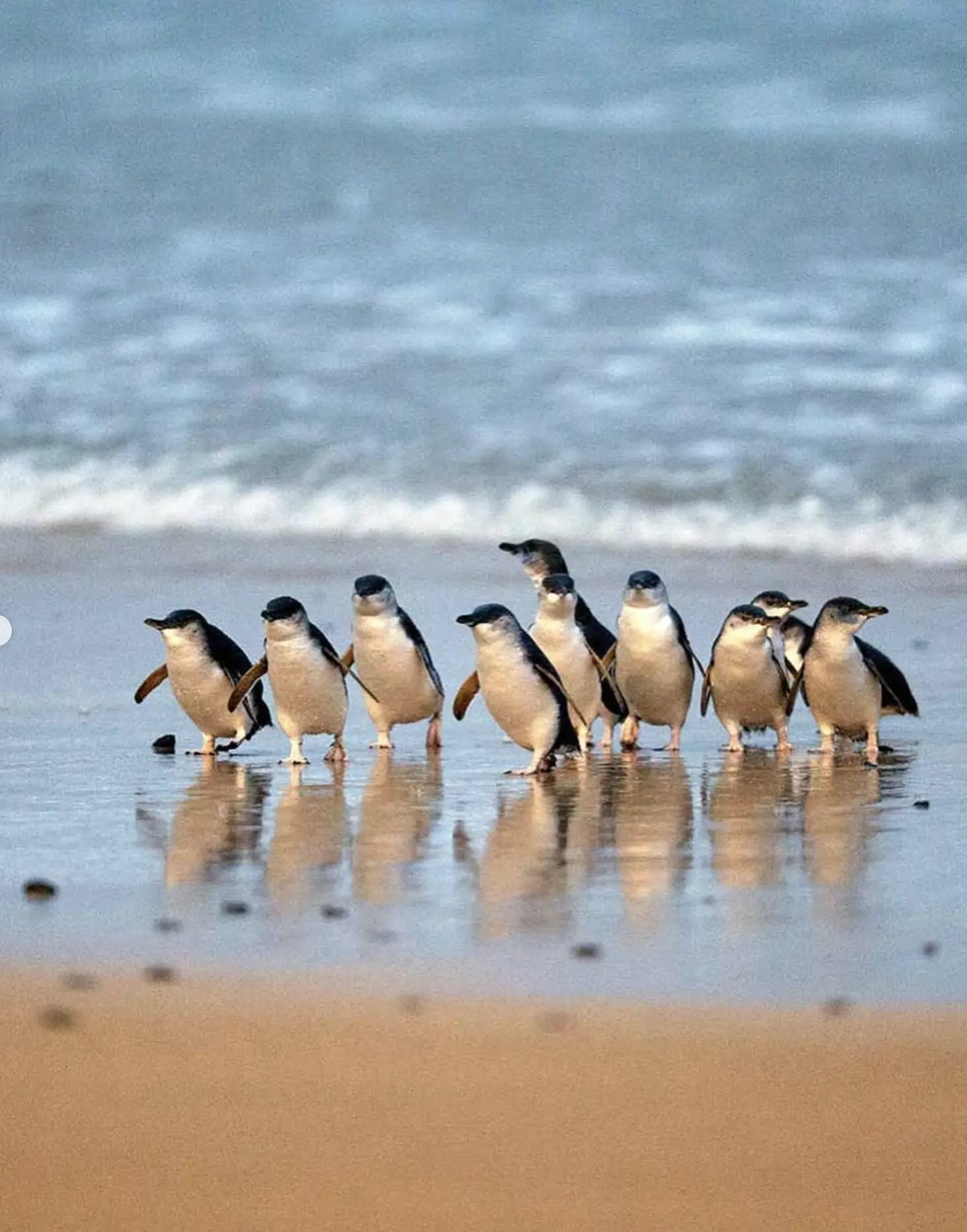 Phillip Island Penguin Parade