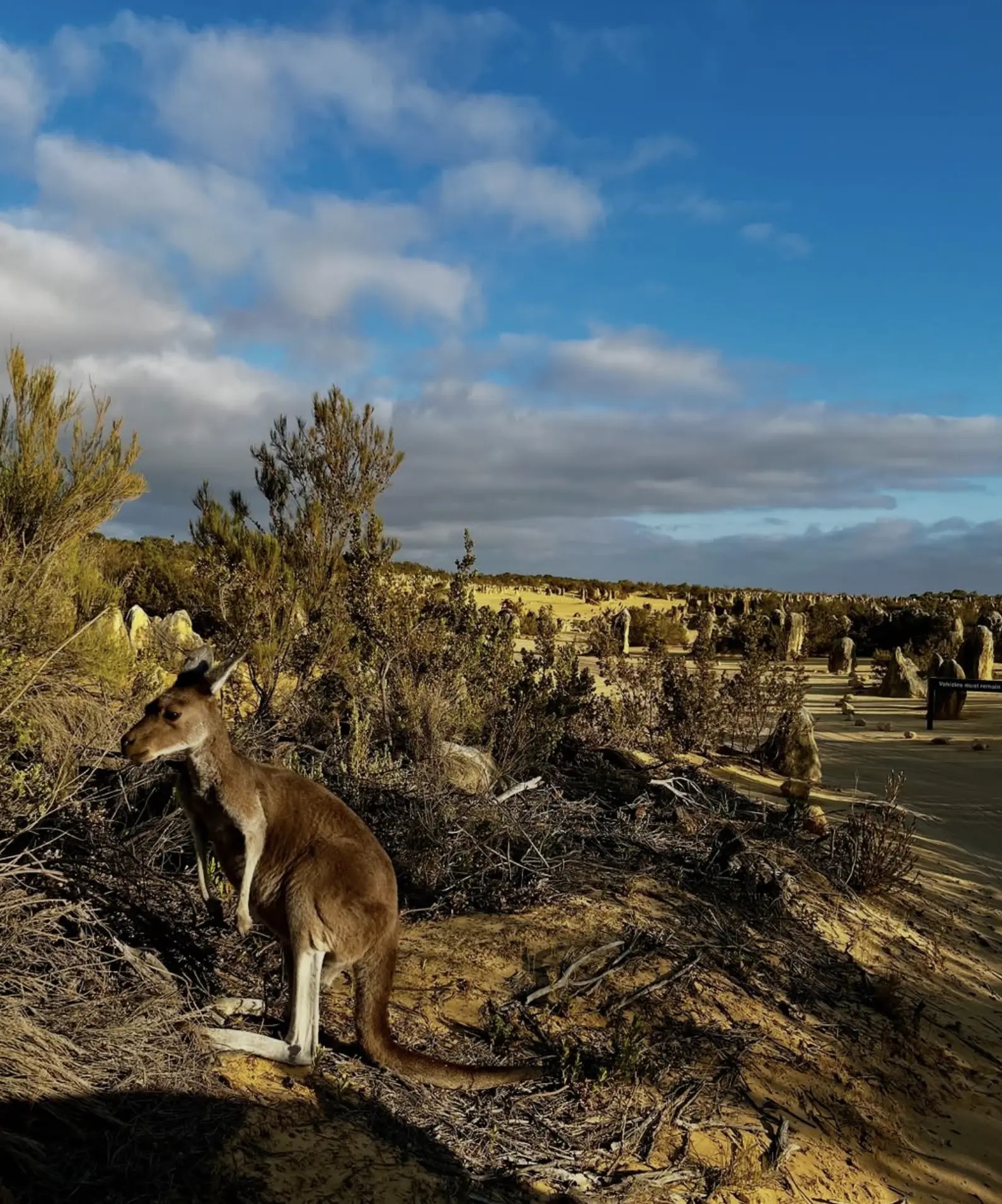 Western Australia Grey Kangaroos