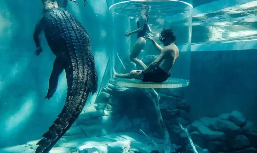 How To Book The “Cage Of Death” In 2026: Pricing And Availability