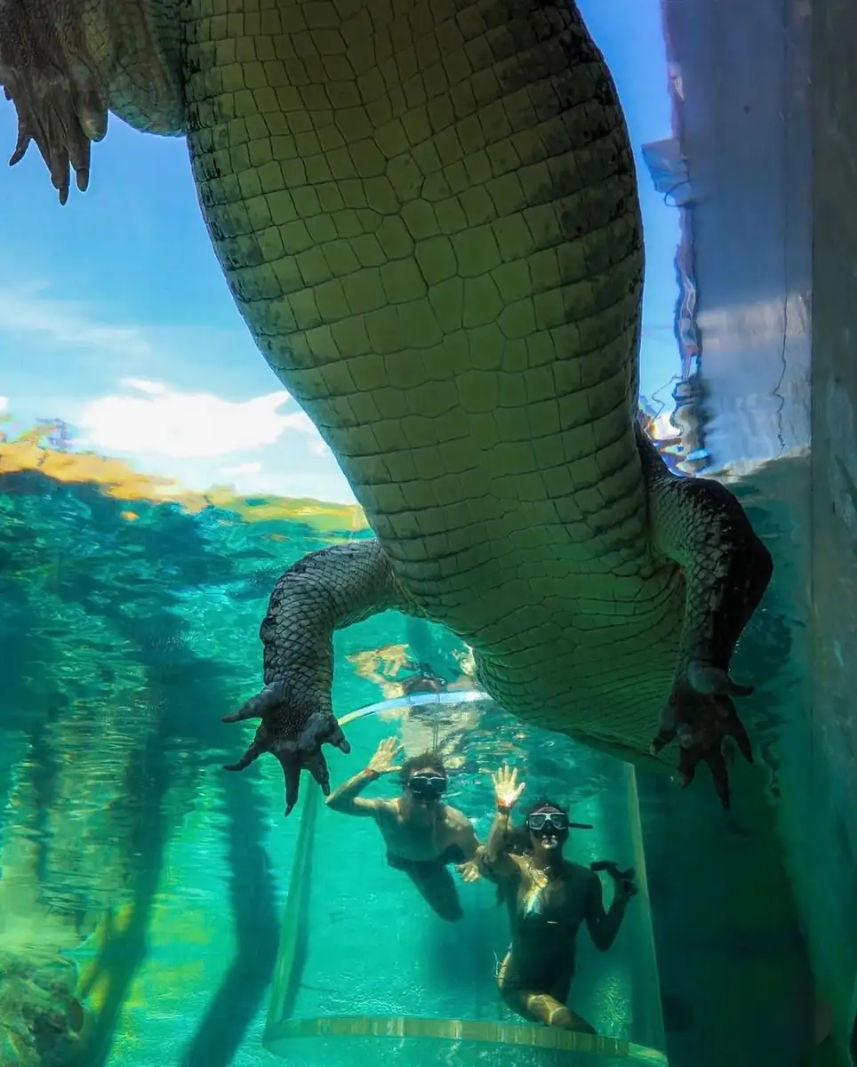 What The Dive Is Actually Like