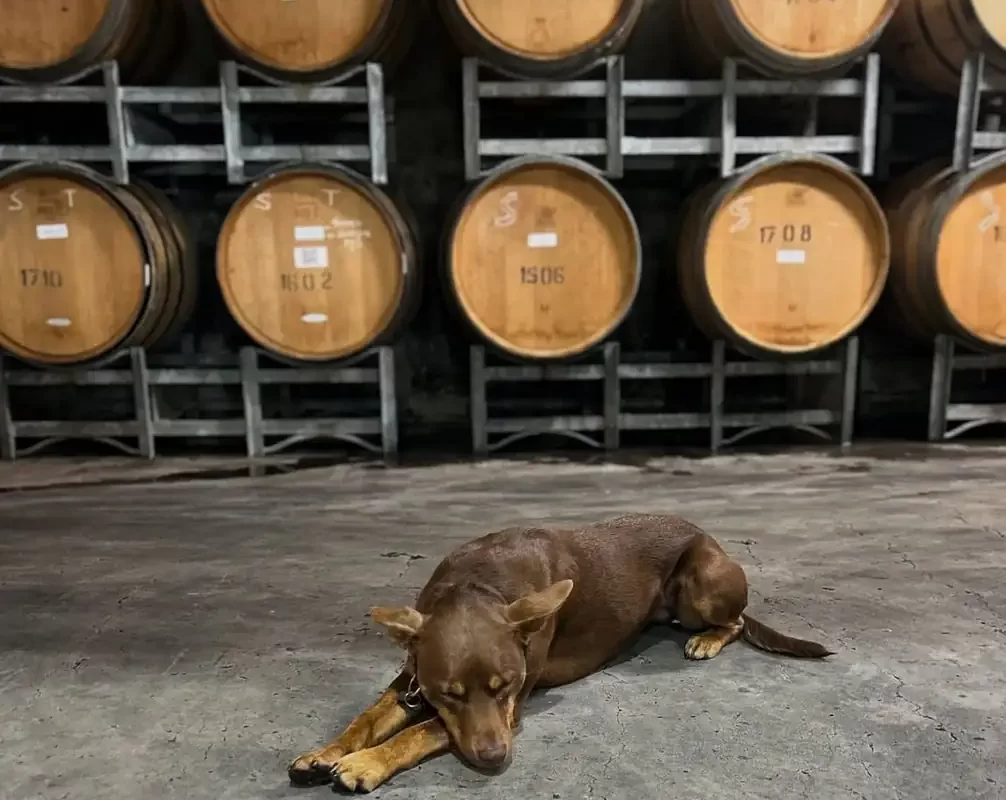 Which Yarra Valley Cellar Doors Give You the Best Value