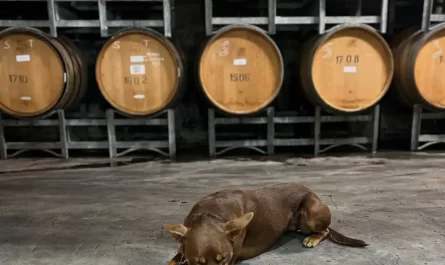 Which Yarra Valley Cellar Doors Give You the Best Value