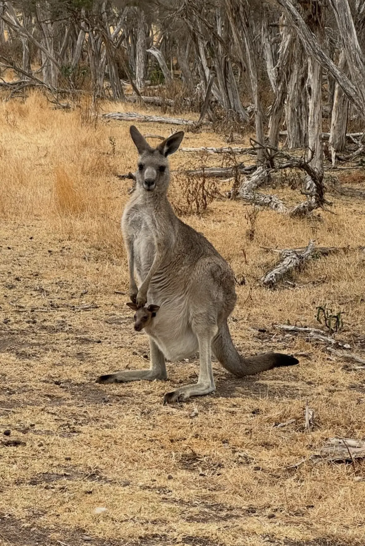 phillip island 4 parks
