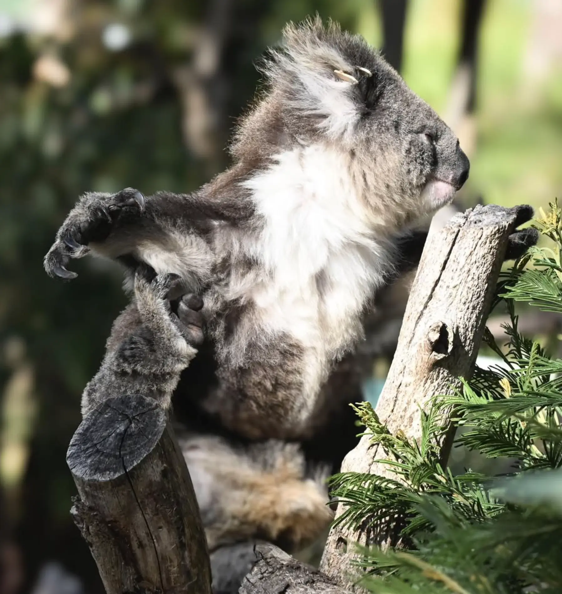 phillip island nature parks - koala reserve