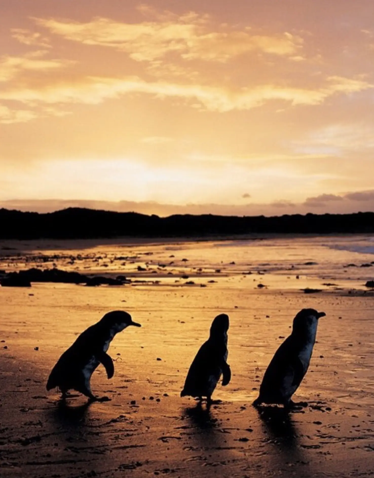phillip island nature parks penguin parade